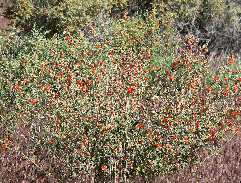 File:1010px-Sphaeralcea ambigua 1.jpg