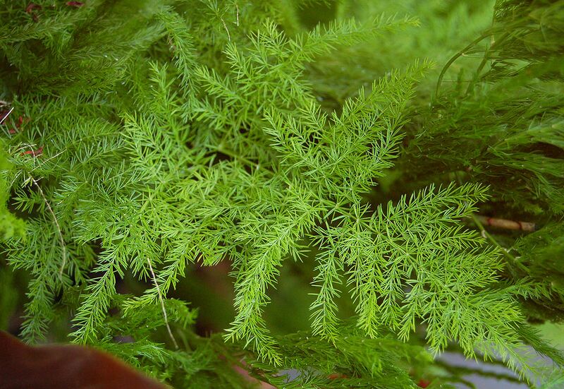 File:1024px-Asparagus setaceus Leaves 2760px.jpg