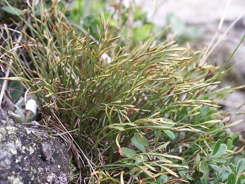 File:1024px-Asplenium septentrionale 070906.jpg