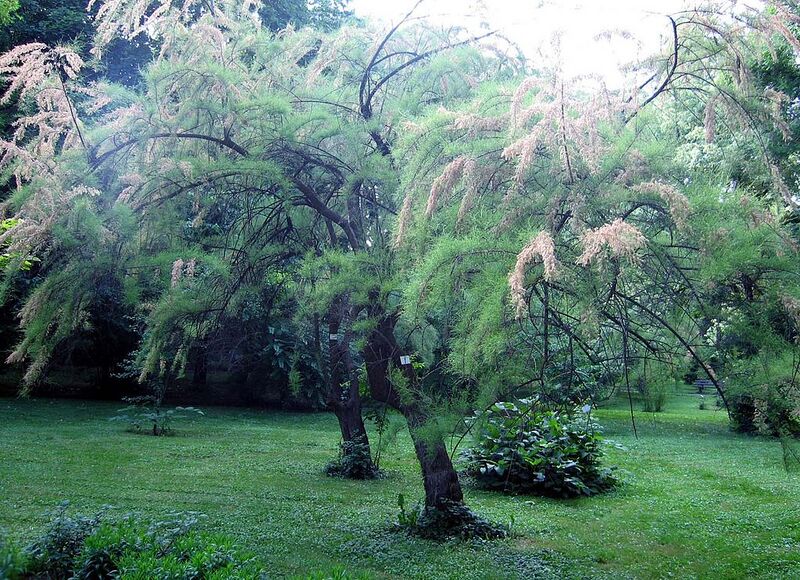 File:1024px-Tamarix tetrandra.jpg