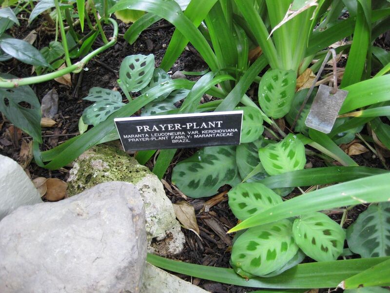 File:1280px-IMG 1046 bbg09.jpg