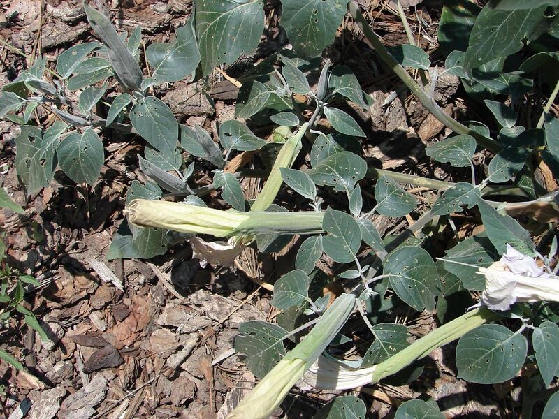 File:1280px-Jimsonweed-8622.jpg