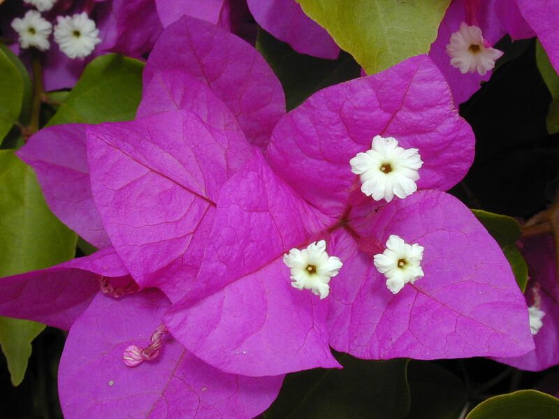 File:1280px-Starr 030418-0059 Bougainvillea spectabilis.jpg