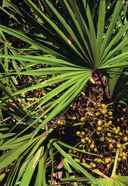 File:709px-Serenoa repens USDA1.jpg