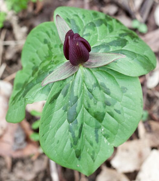 File:901px-Trillium Radnor Lake.jpg