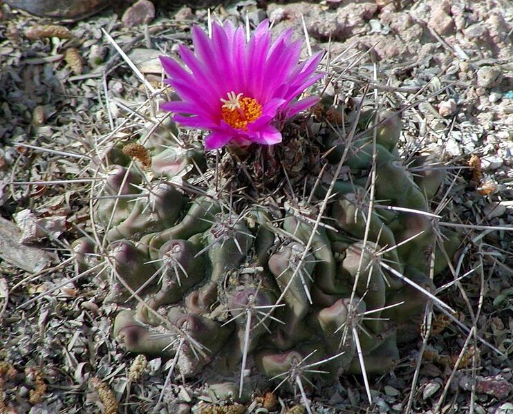 File:951px-Thelocactus rinconensis.jpg