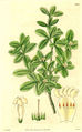 Thumbnail for version as of 08:55, 6 September 2007