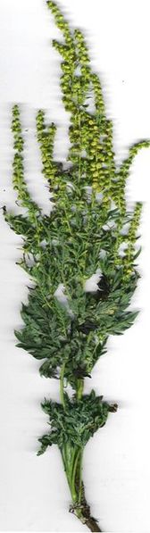 File:Ambrosia.jpg