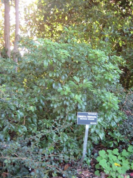 File:Choisya ternata-mexican orange-IMG 7295 sfbg0308.jpg