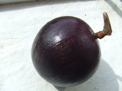Chrysophyllum cainito fruit