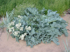 Seakale growing in Estonia