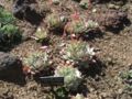 Echeveria colorata var. colorata