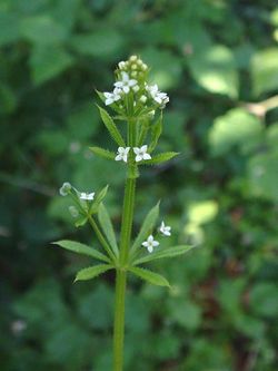 Galium aparine in flower
