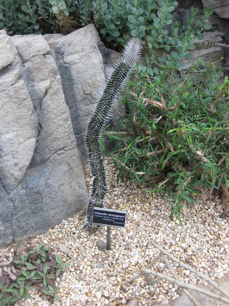File:IMG 1251 bbg09.jpg
