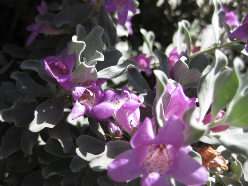 File:IMG 1695 hunt09oct.jpg