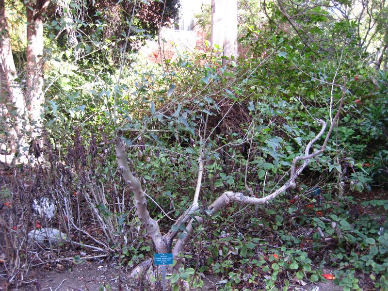 File:IMG 2344 ucla09.jpg