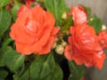 Double flowered I. walleriana