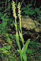 Thumbnail for version as of 12:58, 2 May 2007