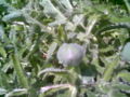 A poppy bud and plant.