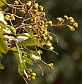 Sapindus emarginatus soap nut.