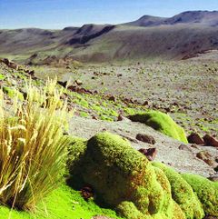 Yareta on slopes of Nevado Coropuna, Peru
