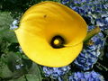 Thumbnail for version as of 23:54, 23 January 2008
