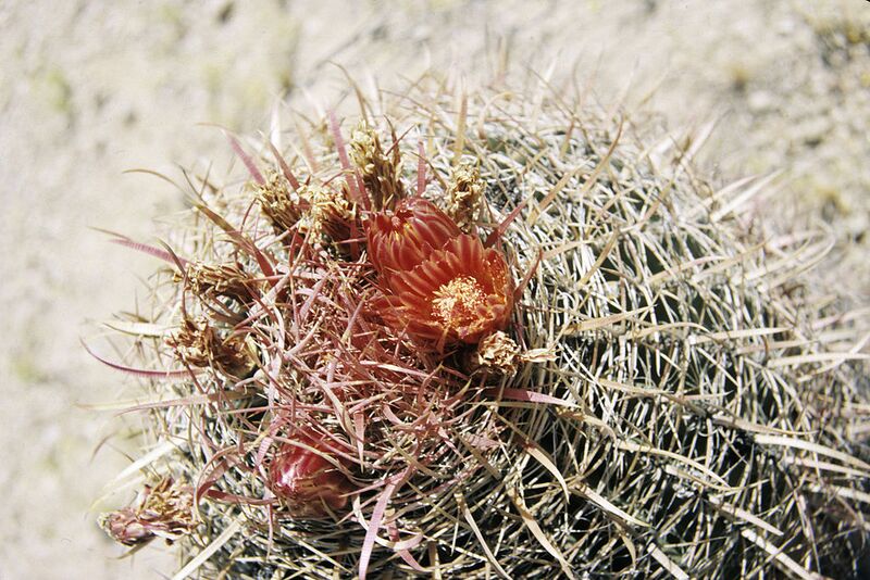 File:1024px-Ferocactus coloratus WPC.jpg
