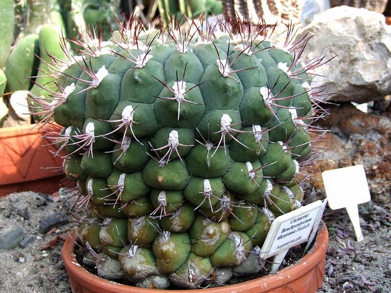 File:1024px-Gymnocalycium tilcarense a1.jpg