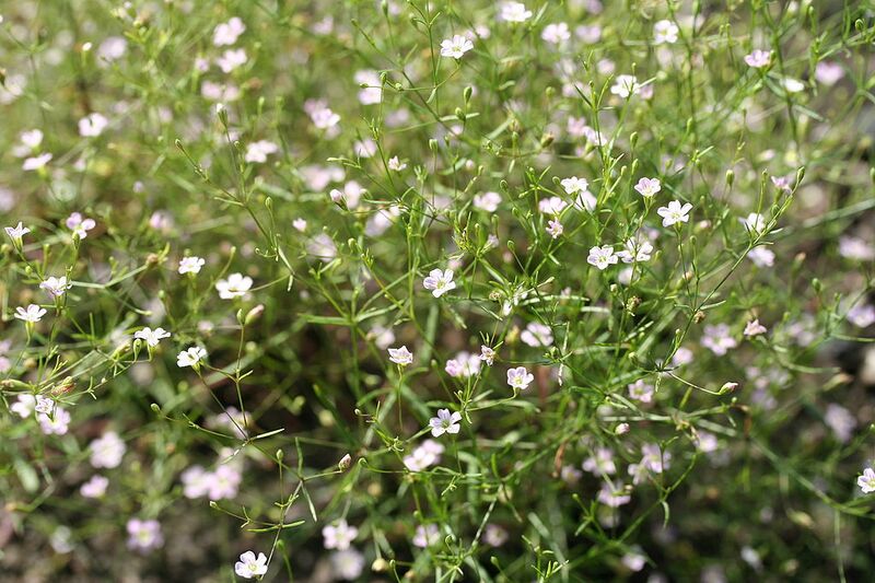 File:1024px-Gypsophila muralis 04.jpg