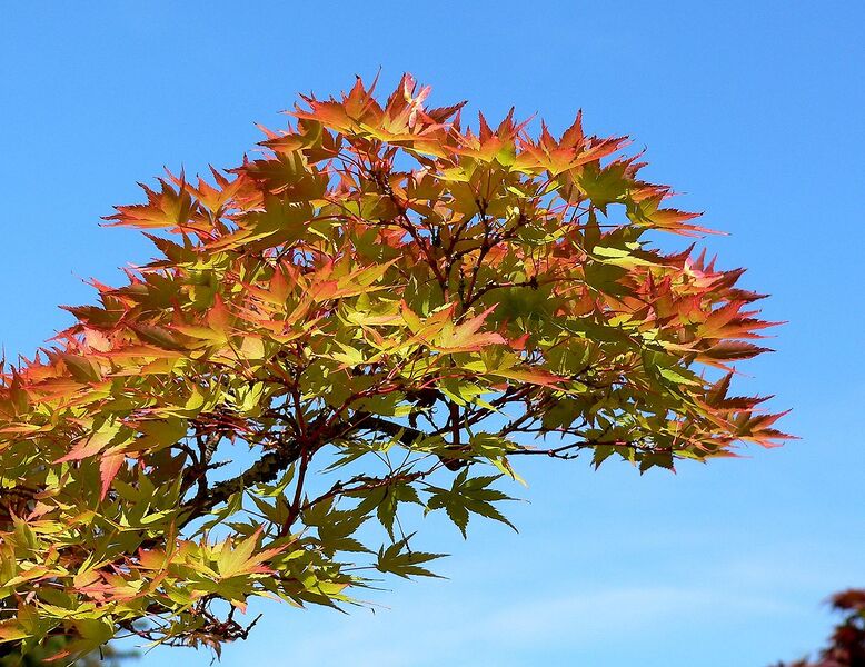 File:1280px-Acer palmatum Shigitatsu-sawa 3.jpg