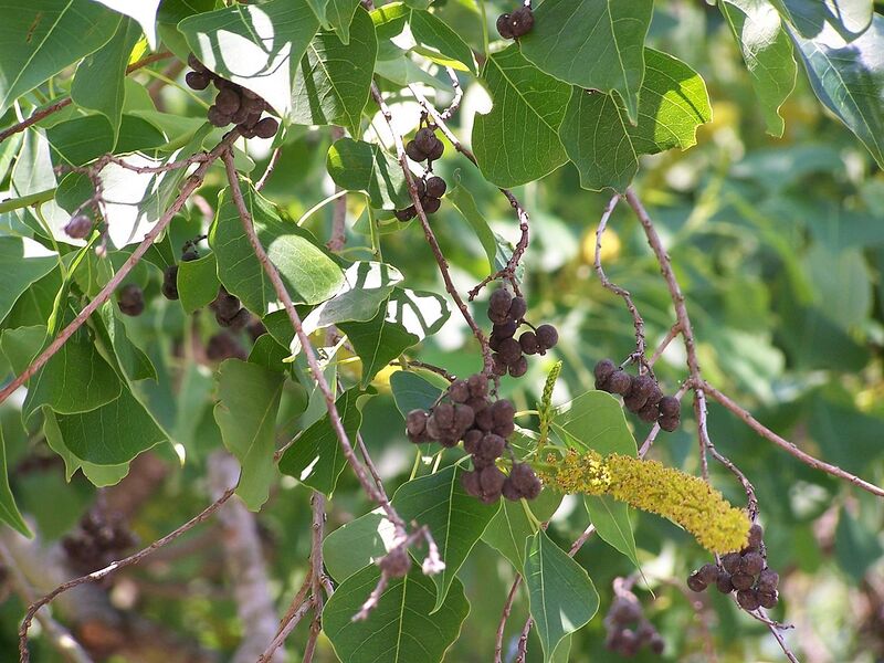 File:1280px-ChineseTallowSeedpods.jpg
