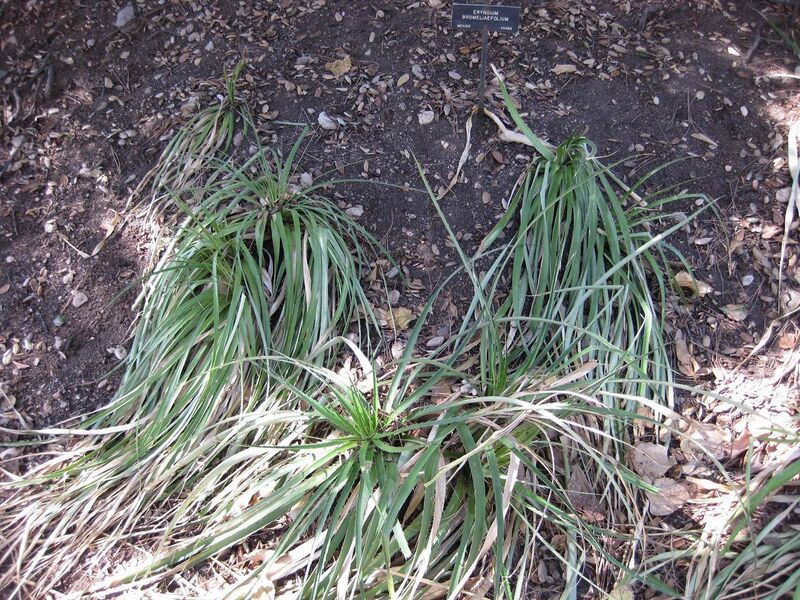 File:1280px-IMG 1904 hunt09oct.jpg