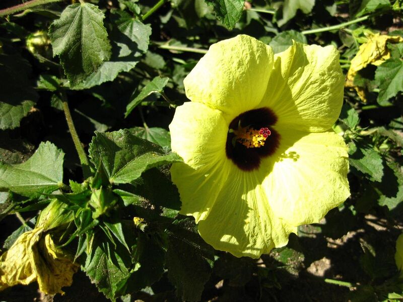 File:1280px-IMG 2086 hunt09oct.jpg