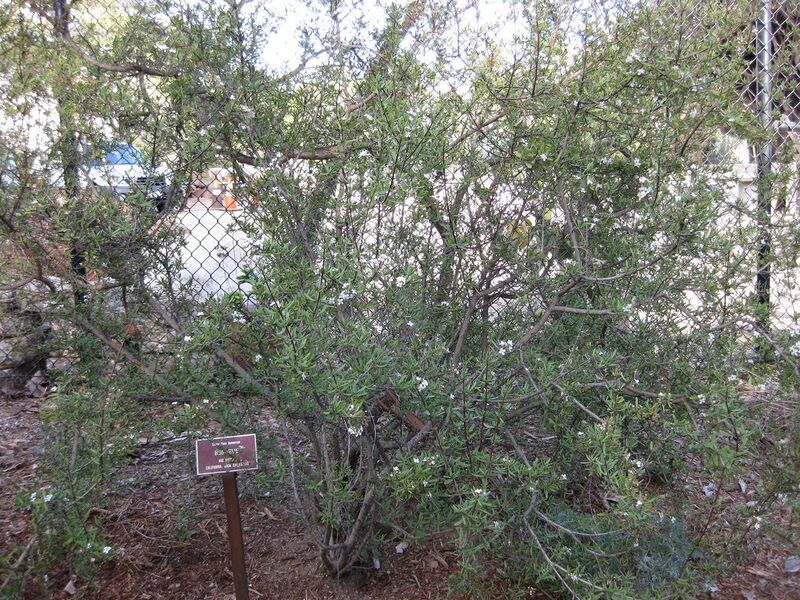 File:1280px-IMG 2722 ucla09.jpg