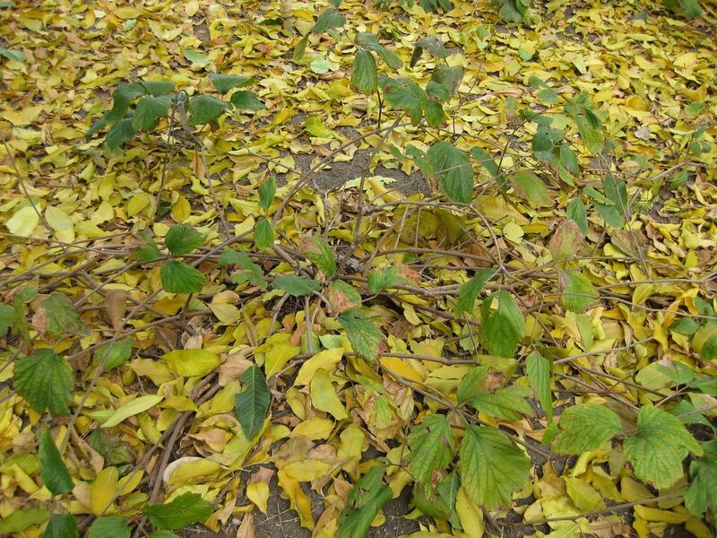 File:1280px-IMG 5159 hunt0904.jpg