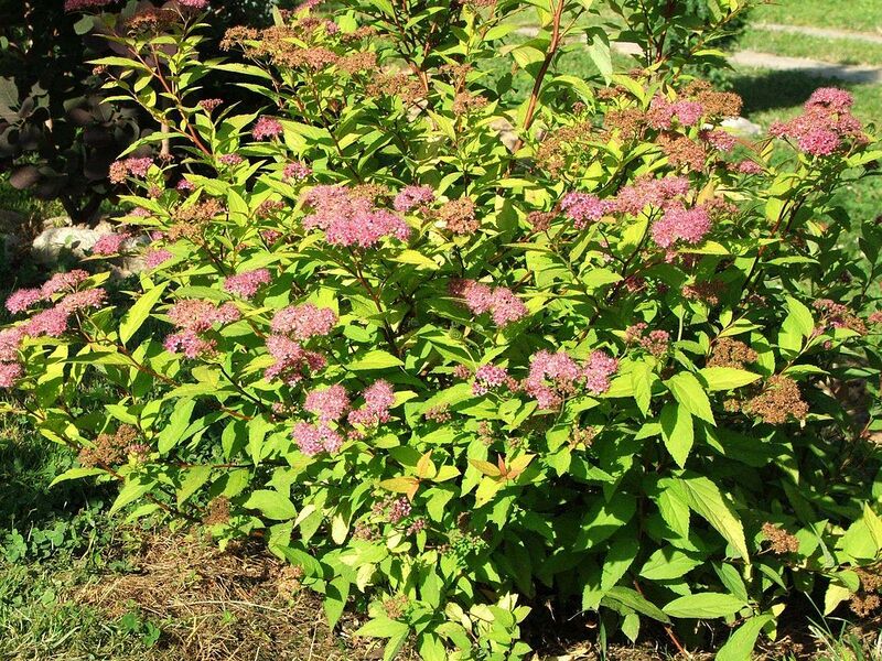 File:1280px-Spiraea x bumalda.JPG