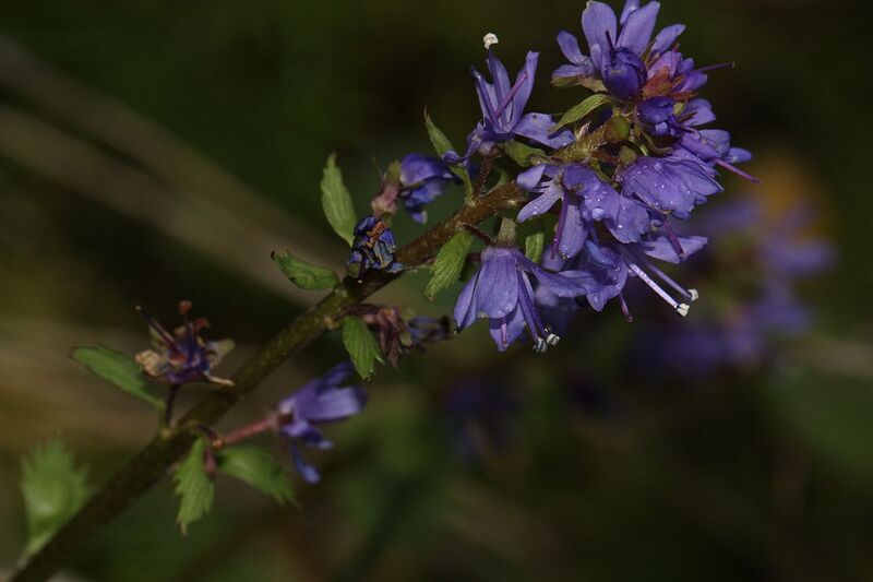 File:1280px-Synthyris missurica 2622.JPG