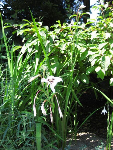 File:576px-IMG 0299 nybg09.jpg