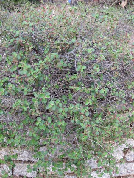 File:576px-IMG 2714 ucla09.jpg