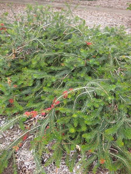 File:576px-IMG 4806 hunt0904.jpg