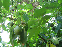 Avocado fruit and foliage