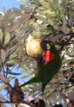 Banksia integrifolia var. integrifolia