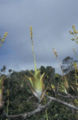Thumbnail for version as of 04:16, 6 May 2007