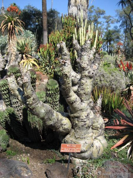 File:Cyphostemma juttae-IMG 0328 hunt07.jpg