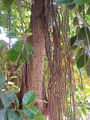 Thumbnail for version as of 14:27, 6 May 2007