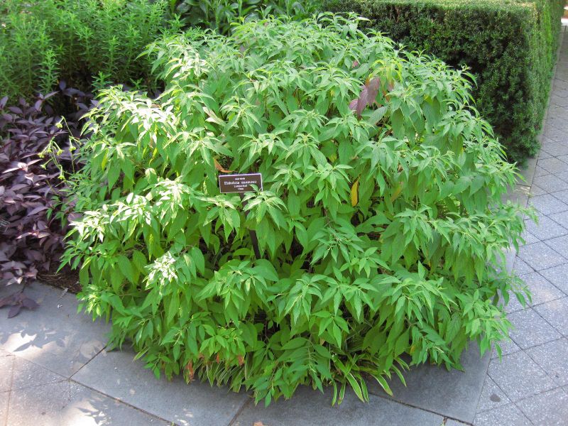 File:IMG 0191 nybg09.jpg