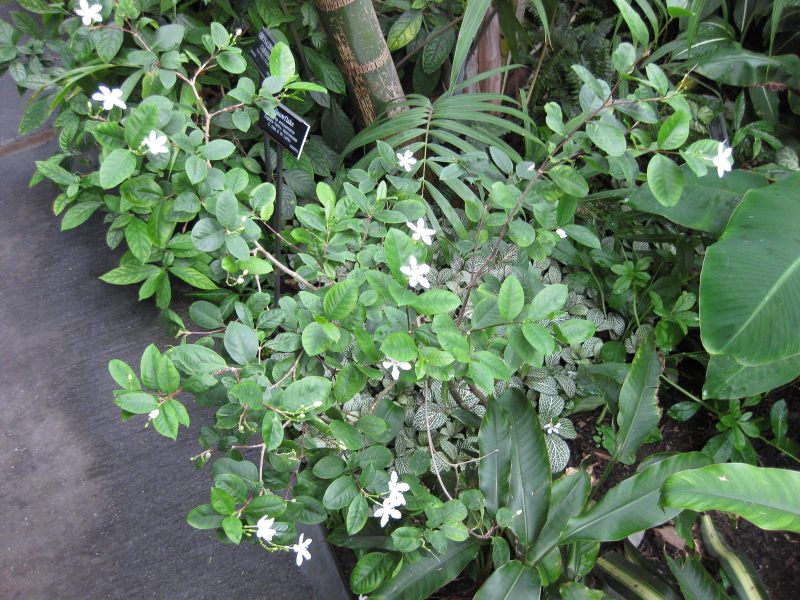 File:IMG 1193 bbg09.jpg