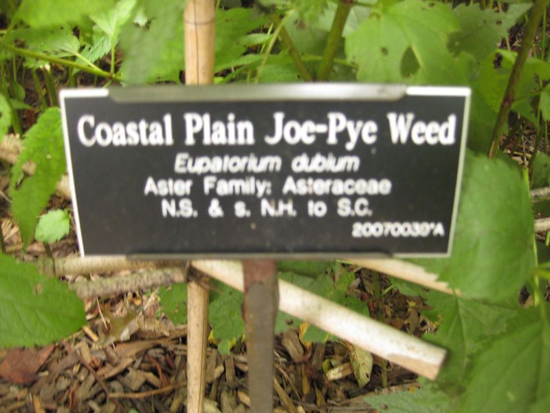 File:IMG 1436 bbg09.jpg