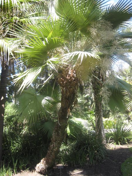 File:IMG 2069 hunt0903.jpg
