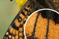 Close up of wing, showing scales